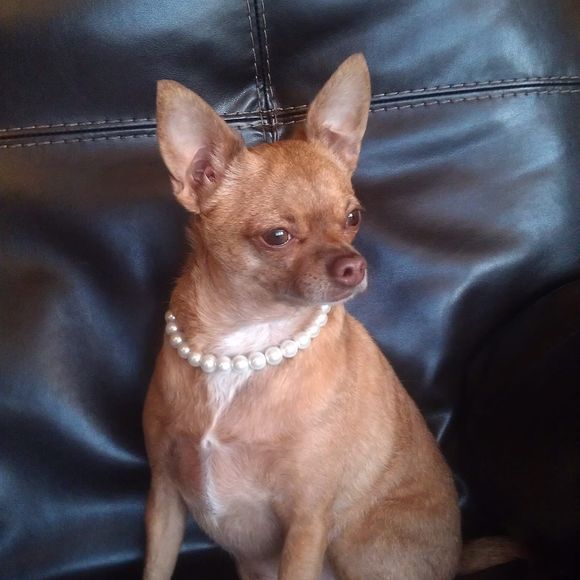 Meet your Posher, Yolanda - Picture 1 of 1